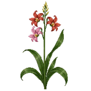 Illustration of Garden Gladiolus