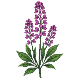 Illustration of Rose Vervain