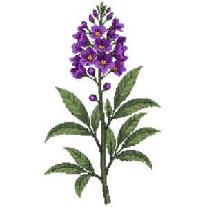 Illustration of Goodding's Verbena