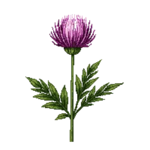 Illustration of Globe Amaranth