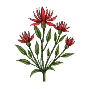 Illustration of Spider Flower