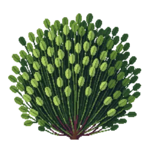Illustration of New Zealand broadleaf