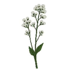 Illustration of Baby's Breath 'Bristol Fairy'