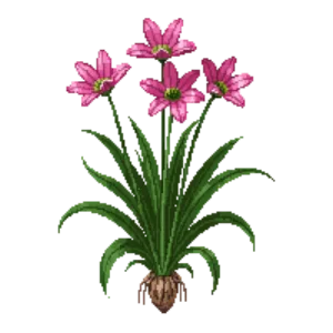 Illustration of Pink Rain Lily