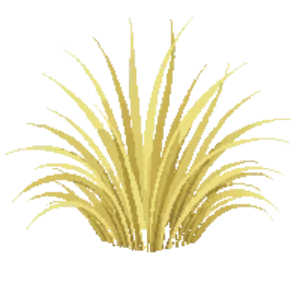 Illustration of Golden Japanese forest grass