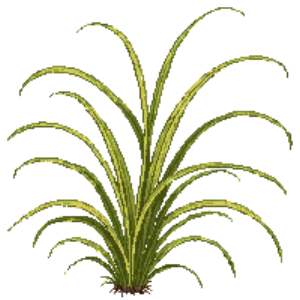 Illustration of Japanese forest grass 'Aureola'