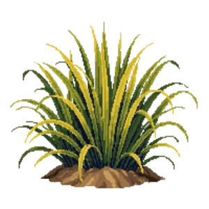 Illustration of Japanese Forest Grass
