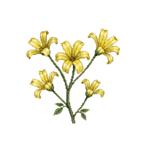 Illustration of Witch Hazel 'Pallida'