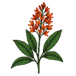 Illustration of Firebush