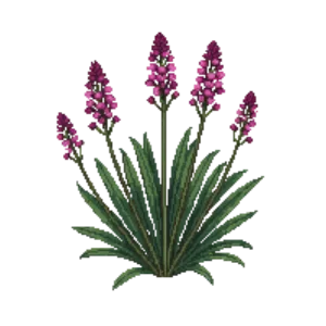 Illustration of Hebe 'Great Orme'