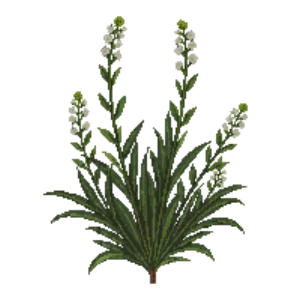 Illustration of Hebe 'White Gem'