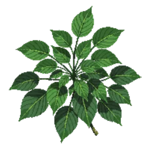 Illustration of Common Ivy