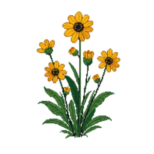 Illustration of Common Sneezeweed