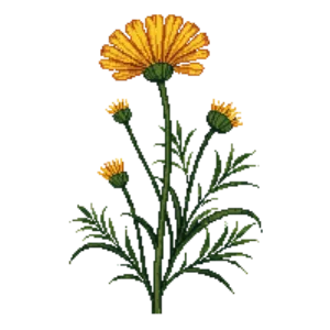 Illustration of Purplehead Sneezeweed