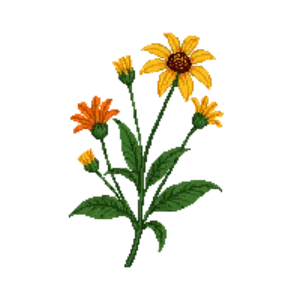 Illustration of Sneezeweed 'Mardi Gras'
