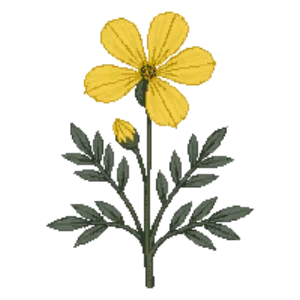 Illustration of Rock Rose 'Wisley Primrose'