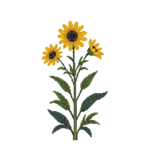 Illustration of Swamp Sunflower 'First Light'
