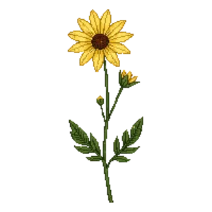 Illustration of Beach Sunflower