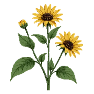 Illustration of Western Sunflower