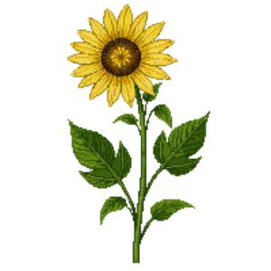 Illustration of False Sunflower 'Summer Sun'
