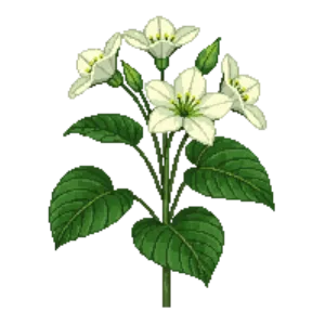 Illustration of Stinking hellebore