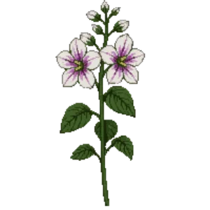 Illustration of Lenten Rose 'Wedding Party'