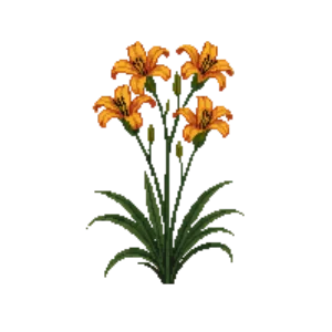 Illustration of Daylily 'Stella de Oro'