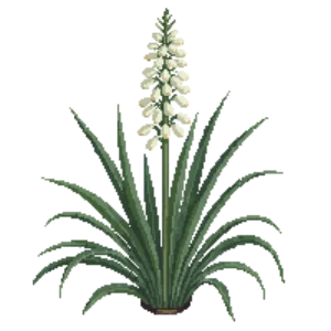 Illustration of Giant Hesperaloe