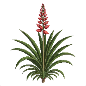 Illustration of Red Yucca (compact)