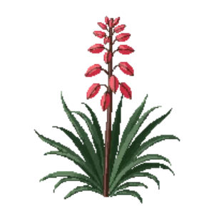 Illustration of Red Yucca
