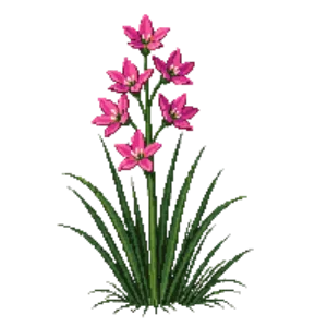 Illustration of Crimson flag lily 'Pink Princess'