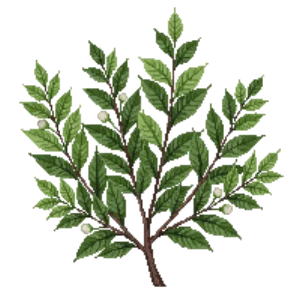 Illustration of Toyon