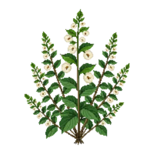 Illustration of Coral Bells 'Dale's Strain'
