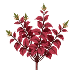 Illustration of Coral bells 'Fire Alarm'