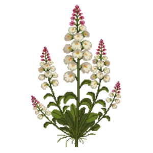 Illustration of Island Alumroot