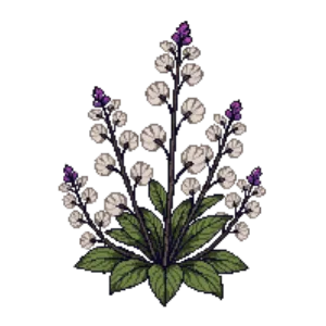 Illustration of Alumroot 'Palace Purple'