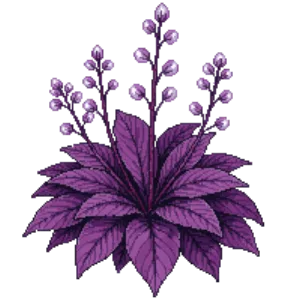Illustration of Heuchera 'Palace Purple'