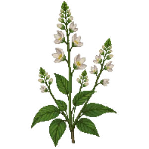 Illustration of Prairie Alumroot