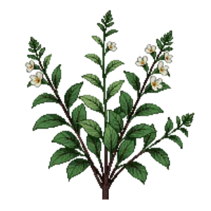 Illustration of Coral Bells 'Autumn Bride'