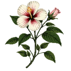 Illustration of Hardy Hibiscus