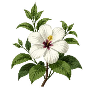 Illustration of Rose of Sharon 'Diana'
