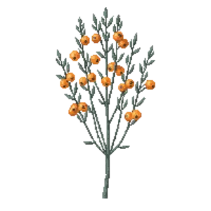 Illustration of Sea buckthorn