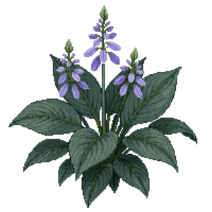 Illustration of Hosta 'Blue Angel'