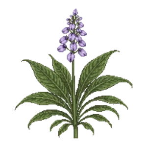 Illustration of Hosta