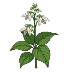 Illustration of Hosta 'Frances Williams'