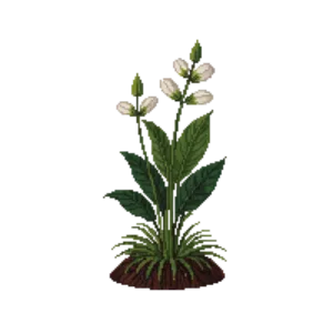 Illustration of Hosta 'Guacamole'