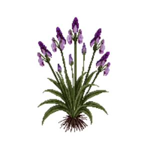Illustration of Hosta 'June'