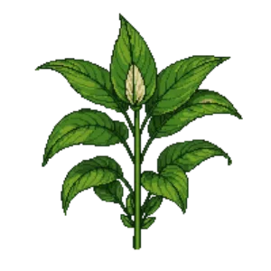 Illustration of Hosta 'Patriot'