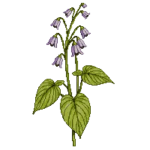 Illustration of Hosta 'Sum and Substance'