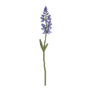 Illustration of English Bluebell